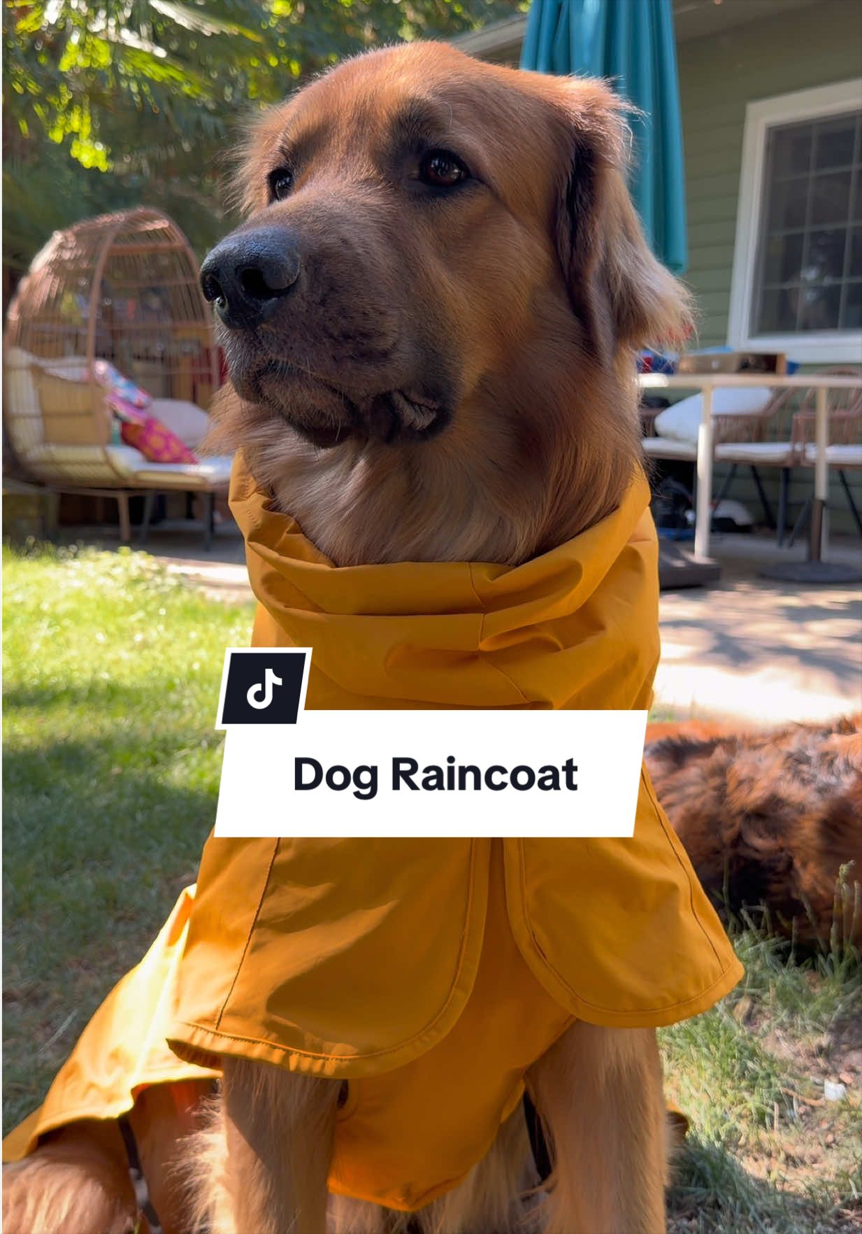 @lifewithgoldenshepherds
