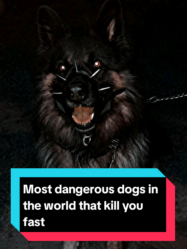 @The pet post