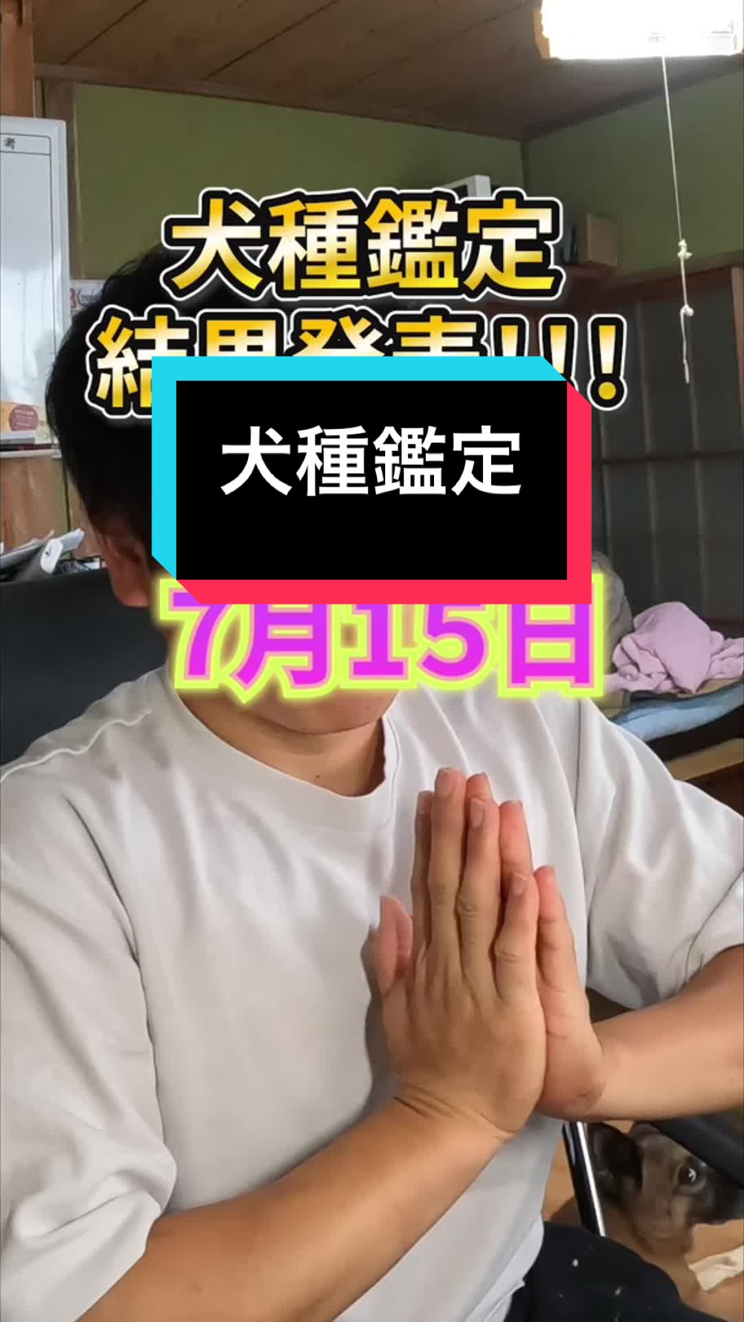 @島犬リリーのtikdog