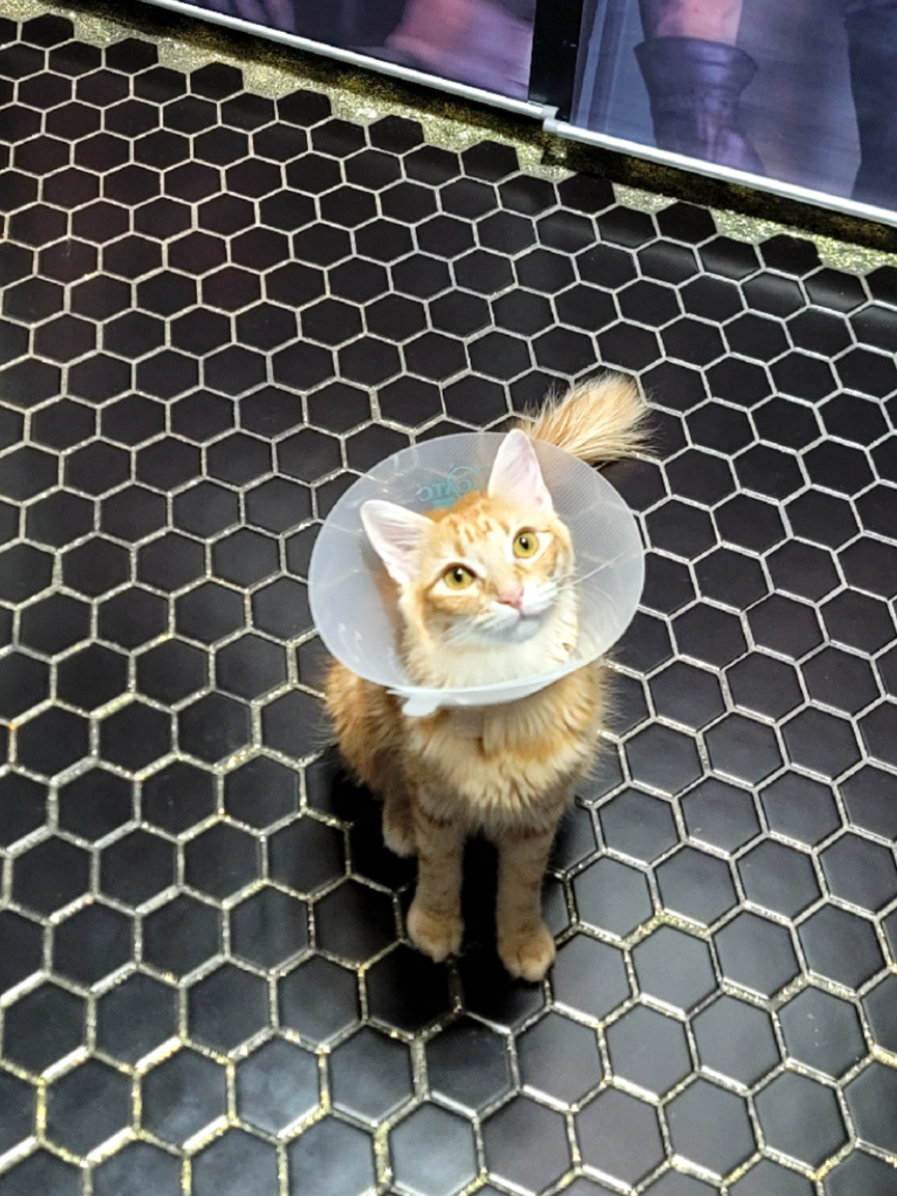 @Spoiled Sushi