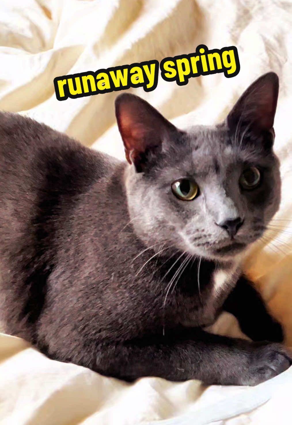 @NermalTCat