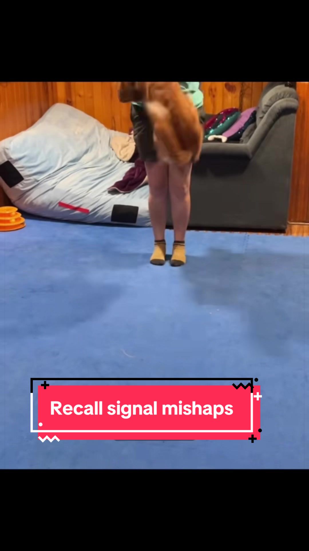 @Laura Waudby - Dog Sports