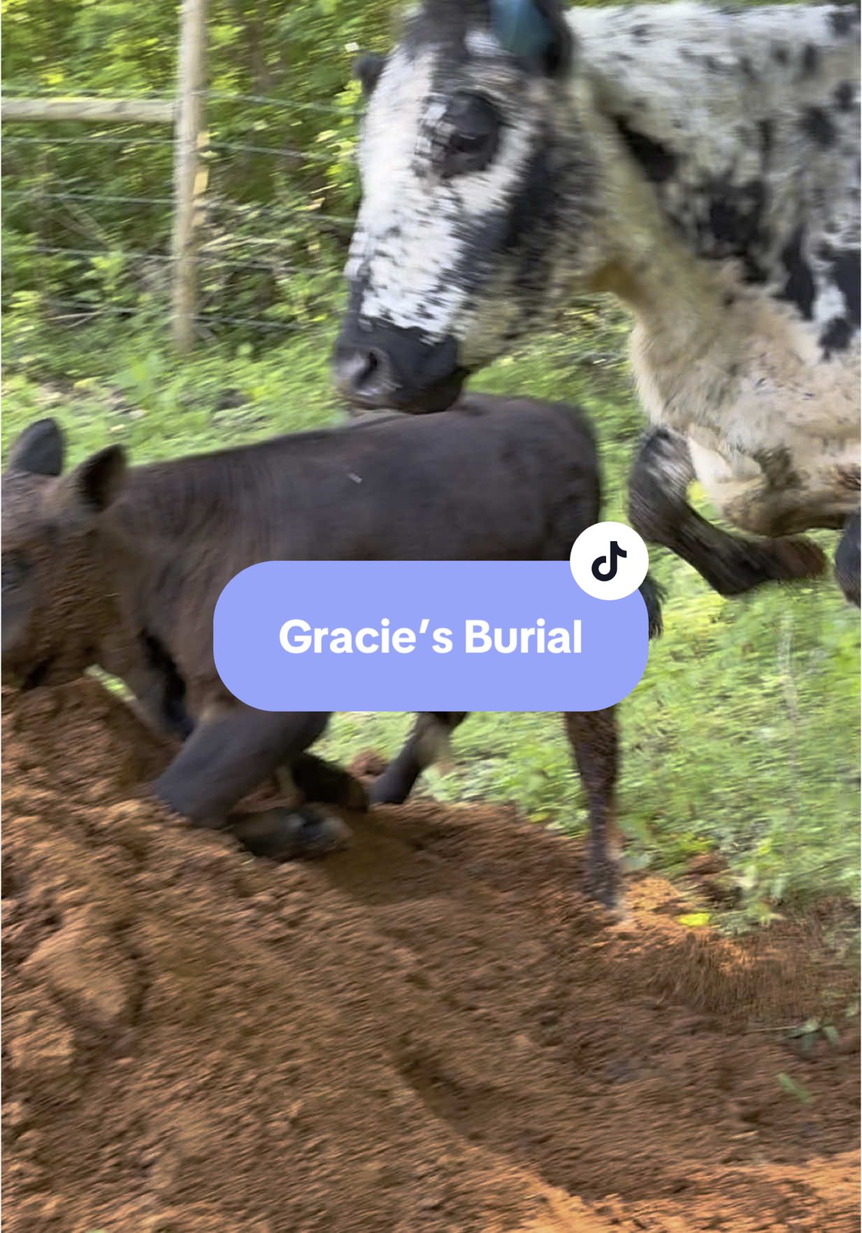 @Piney Bend Cattle