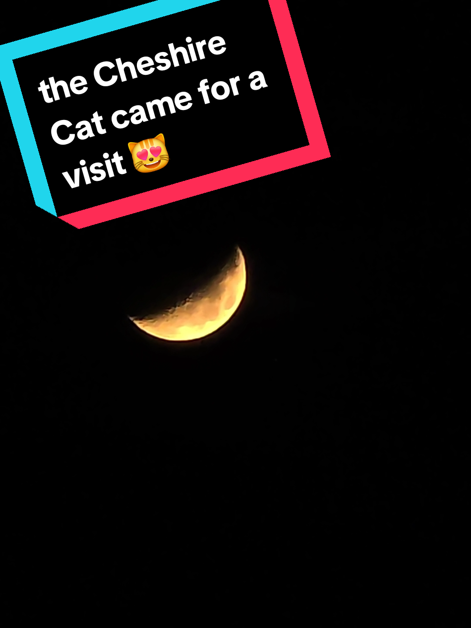 @perpetuallyangrycactai