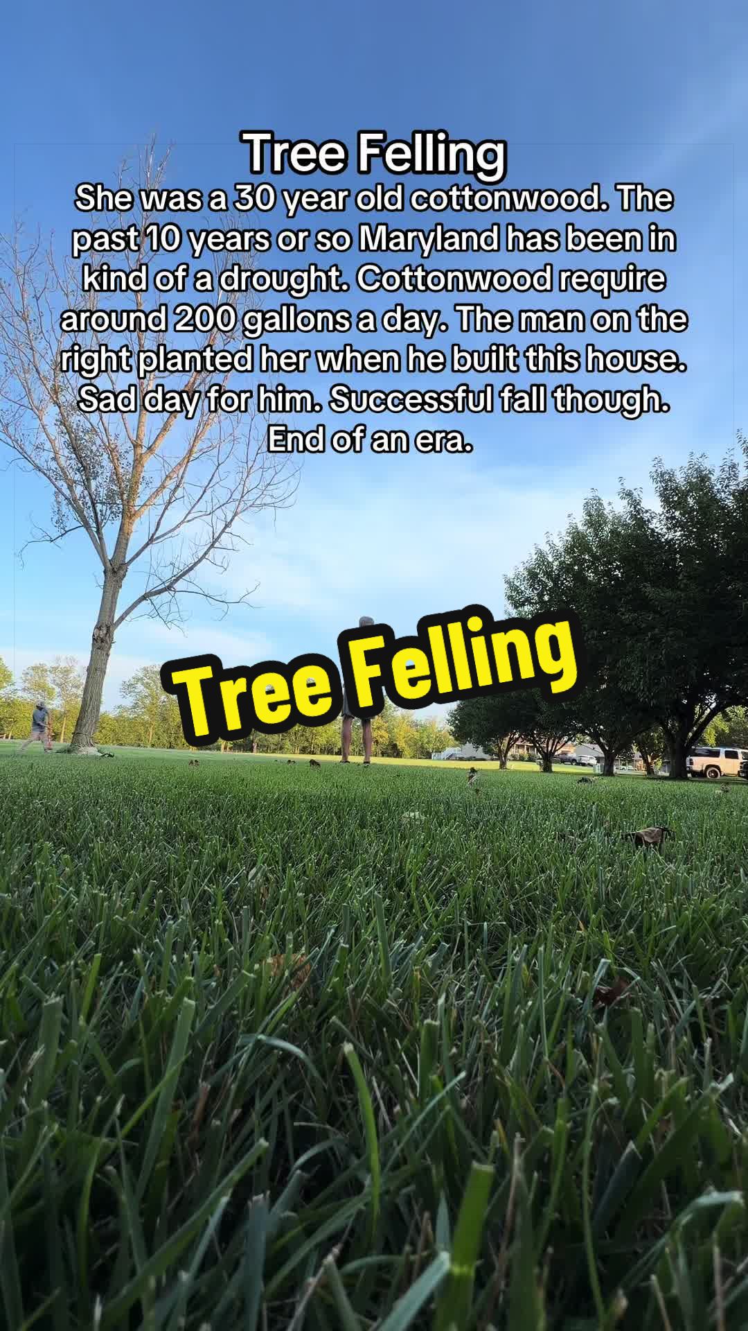 @thetinyjungle