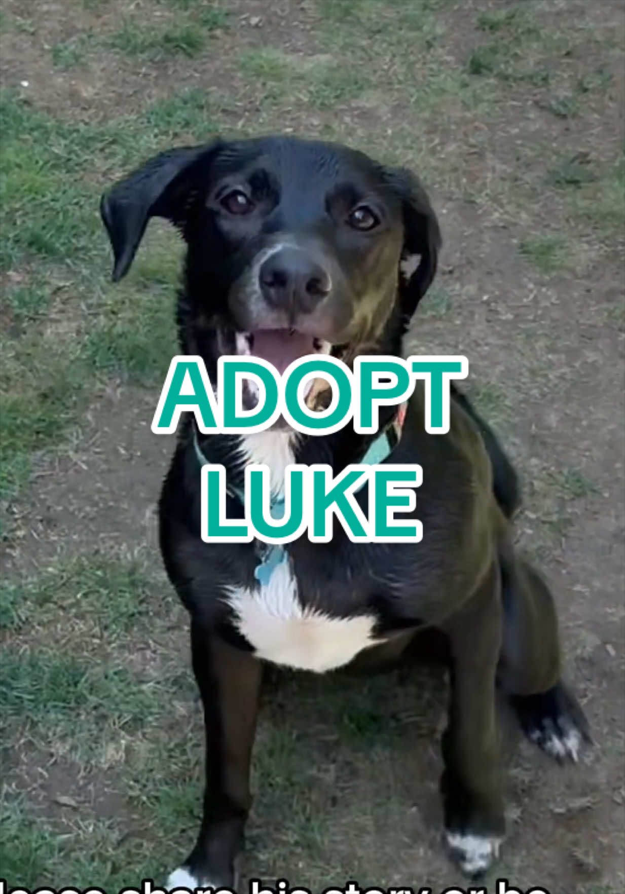 @Adopt a Pet
