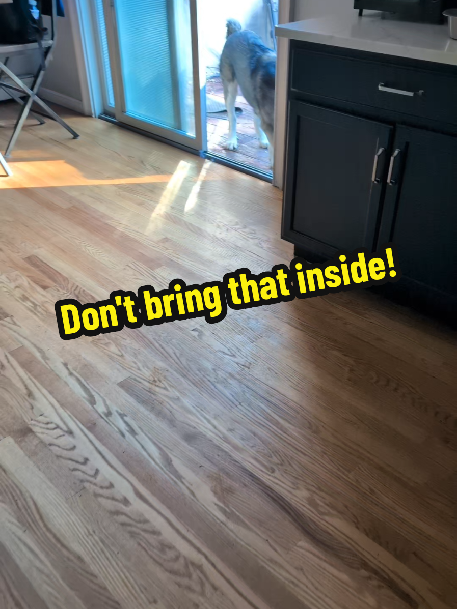 @Chickens & Bullies