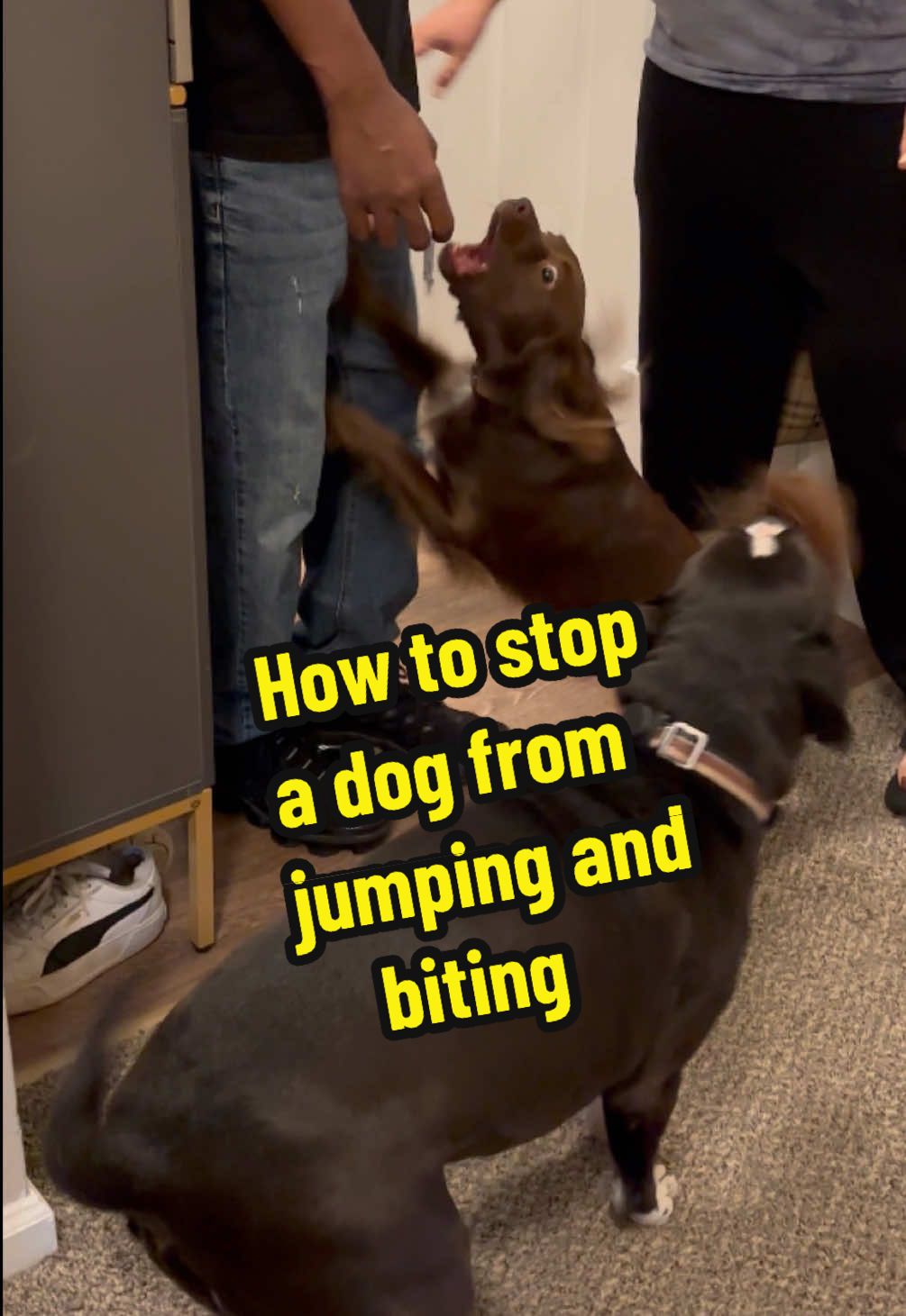 @citylivingdog