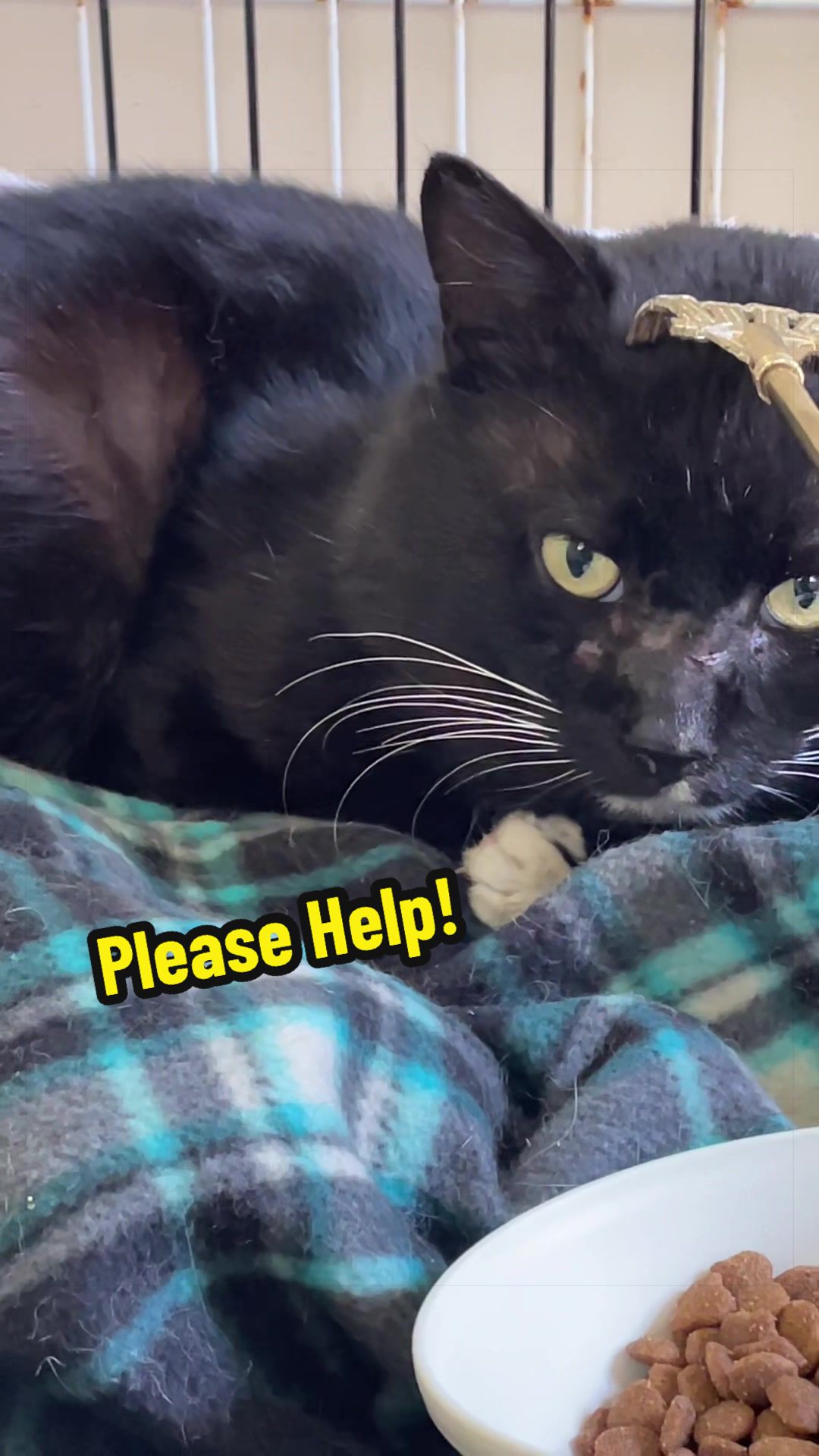 @Are We Home Yet? Cat Sanctuary