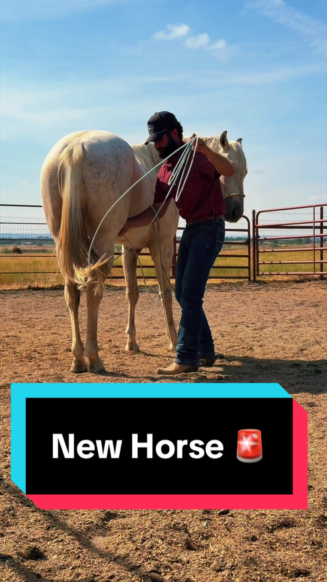 @WS Horses