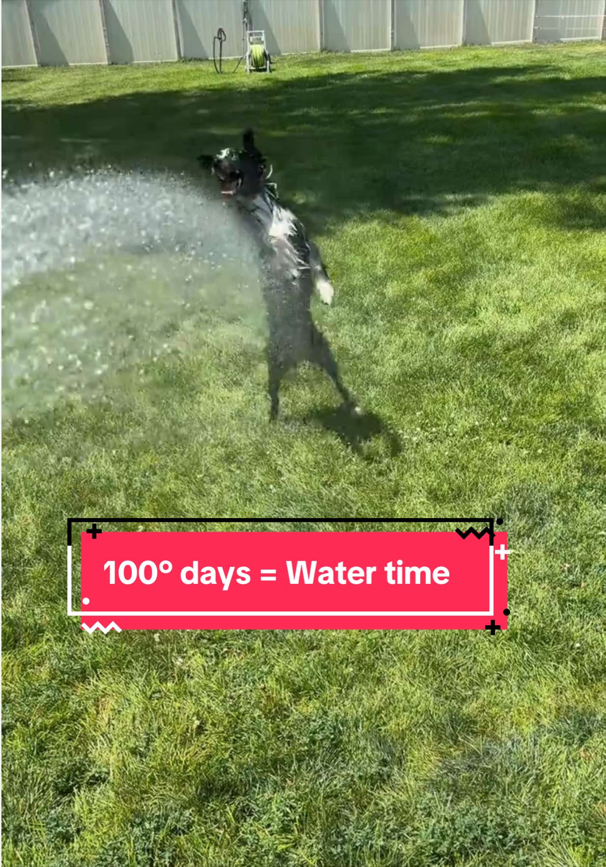 @K9 Dina