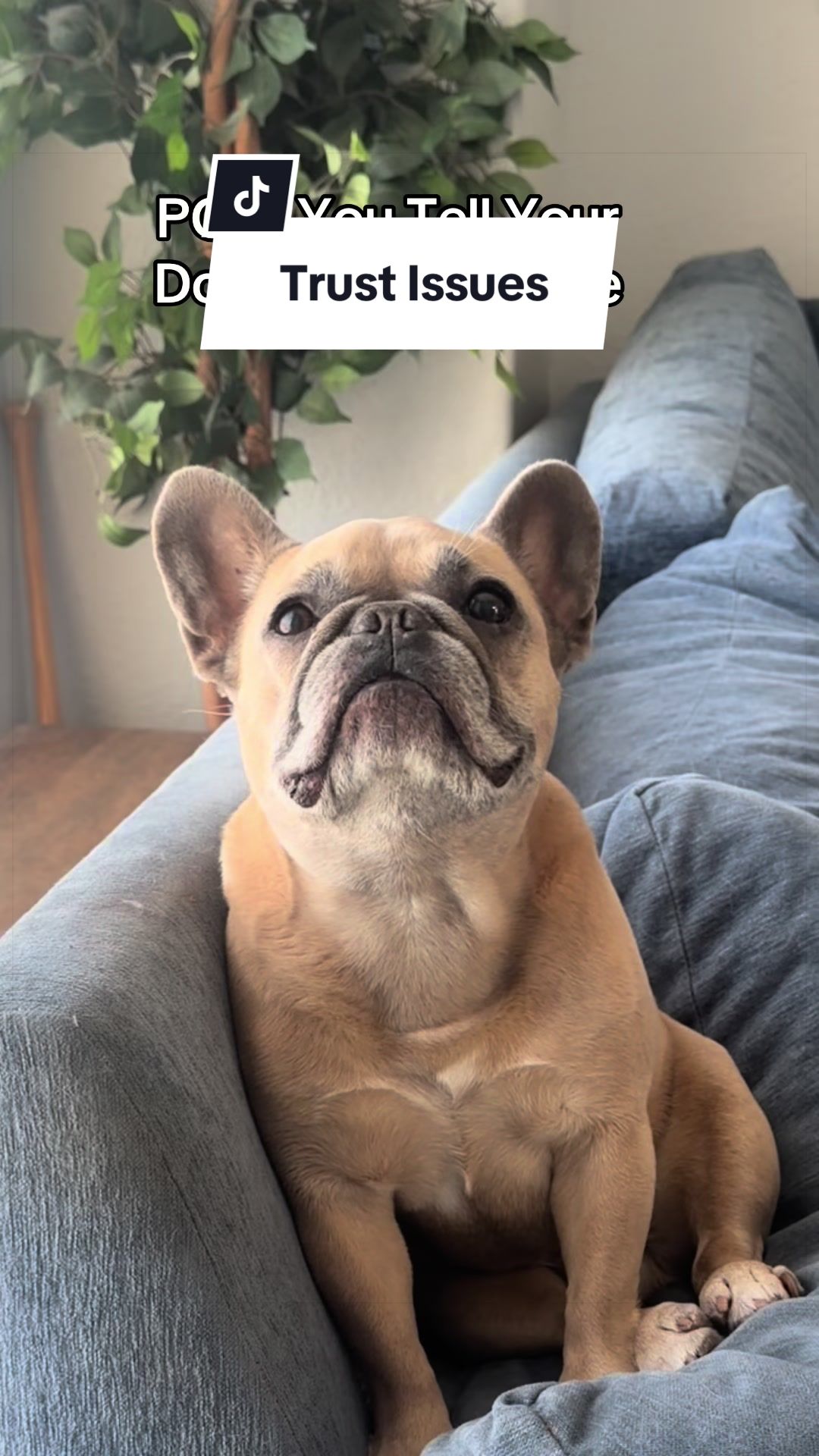@Somefrenchienamedapollo