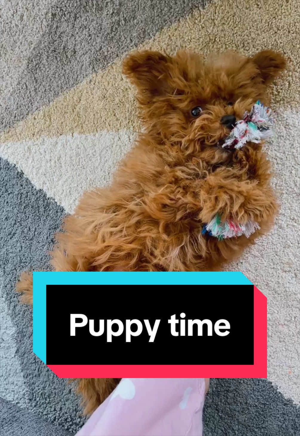 @Gizmo🧸