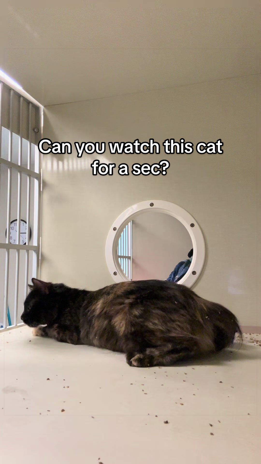 @Animal Friends Alliance