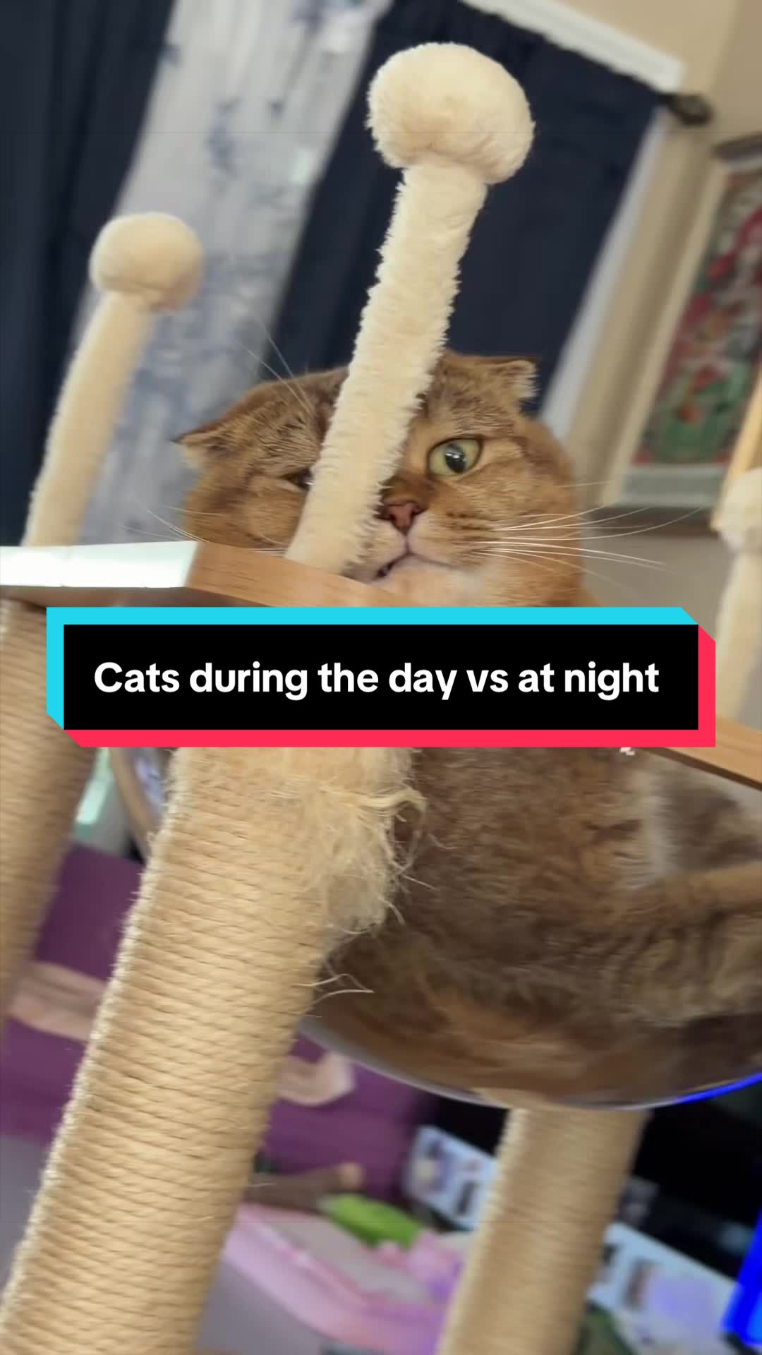 @Ambrosepets