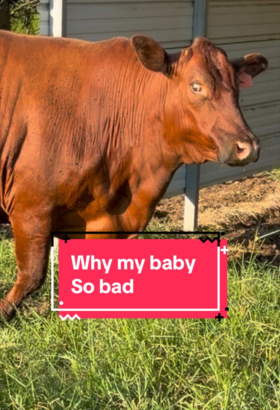 @Georgia Farm Girl