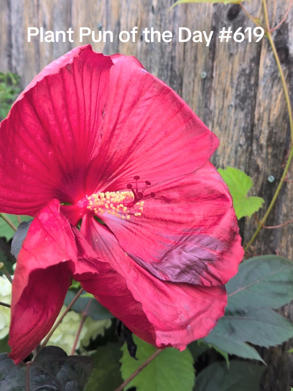 @The Plantiful Gardener