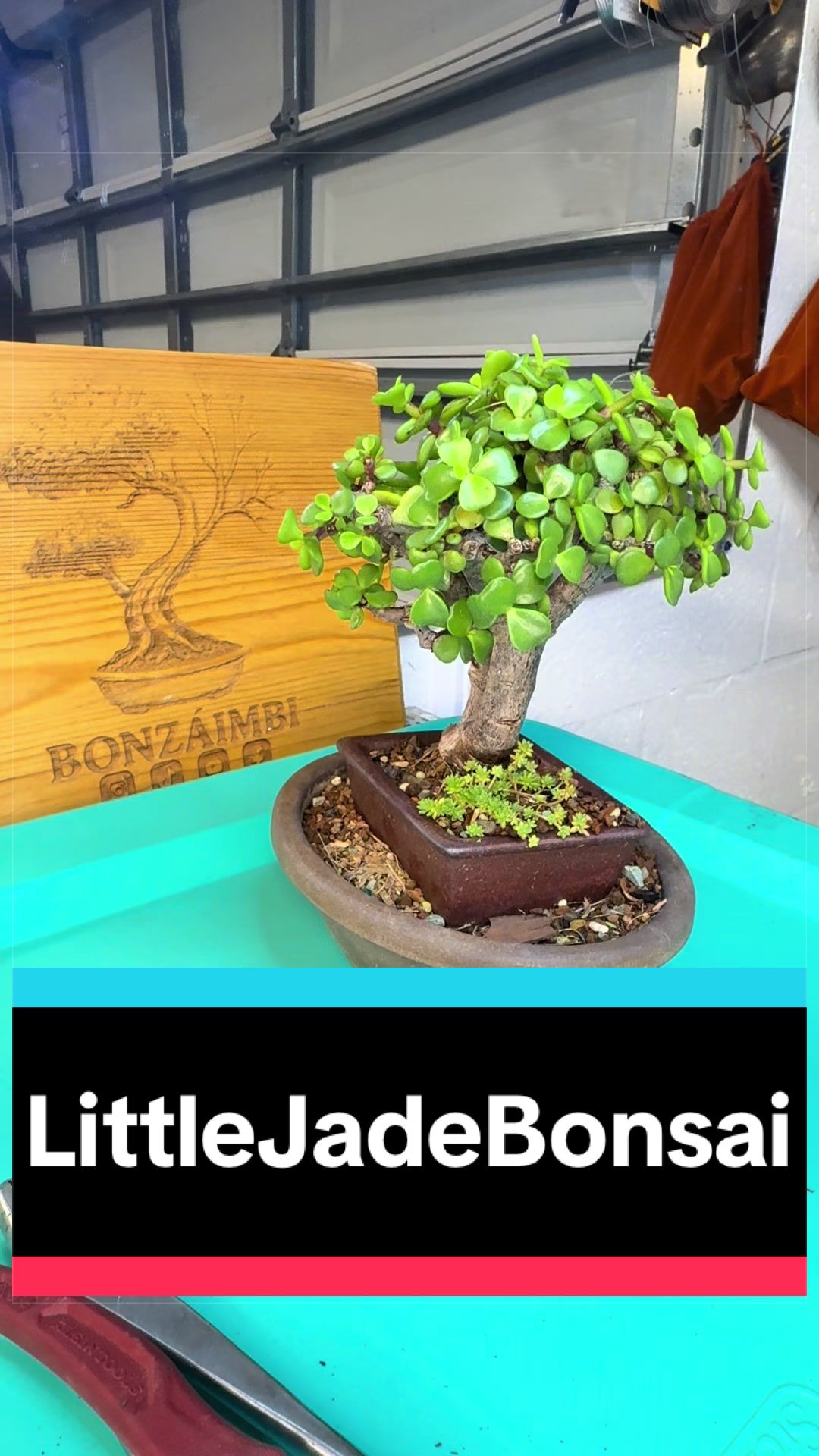 @BONZ&Aacute;IMBI&trade;️⛩️