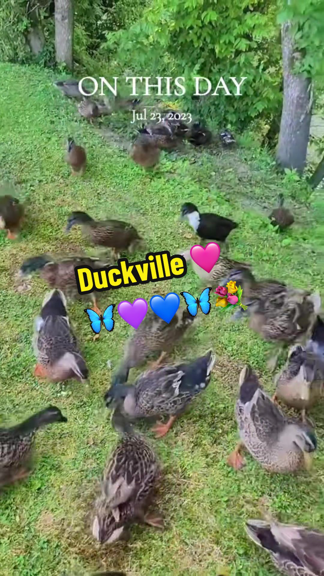 @🦆Duckville🦆