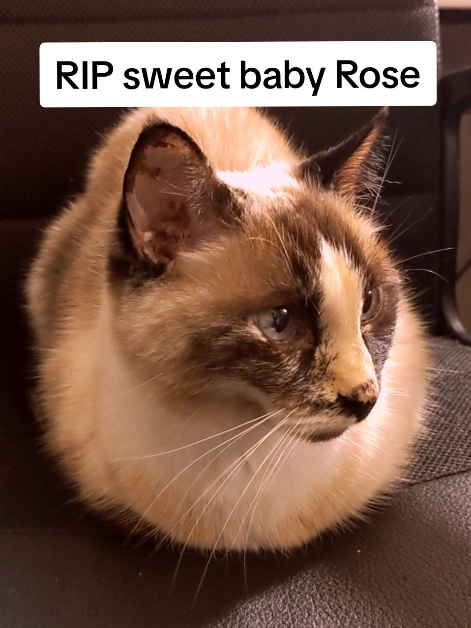 @Rose