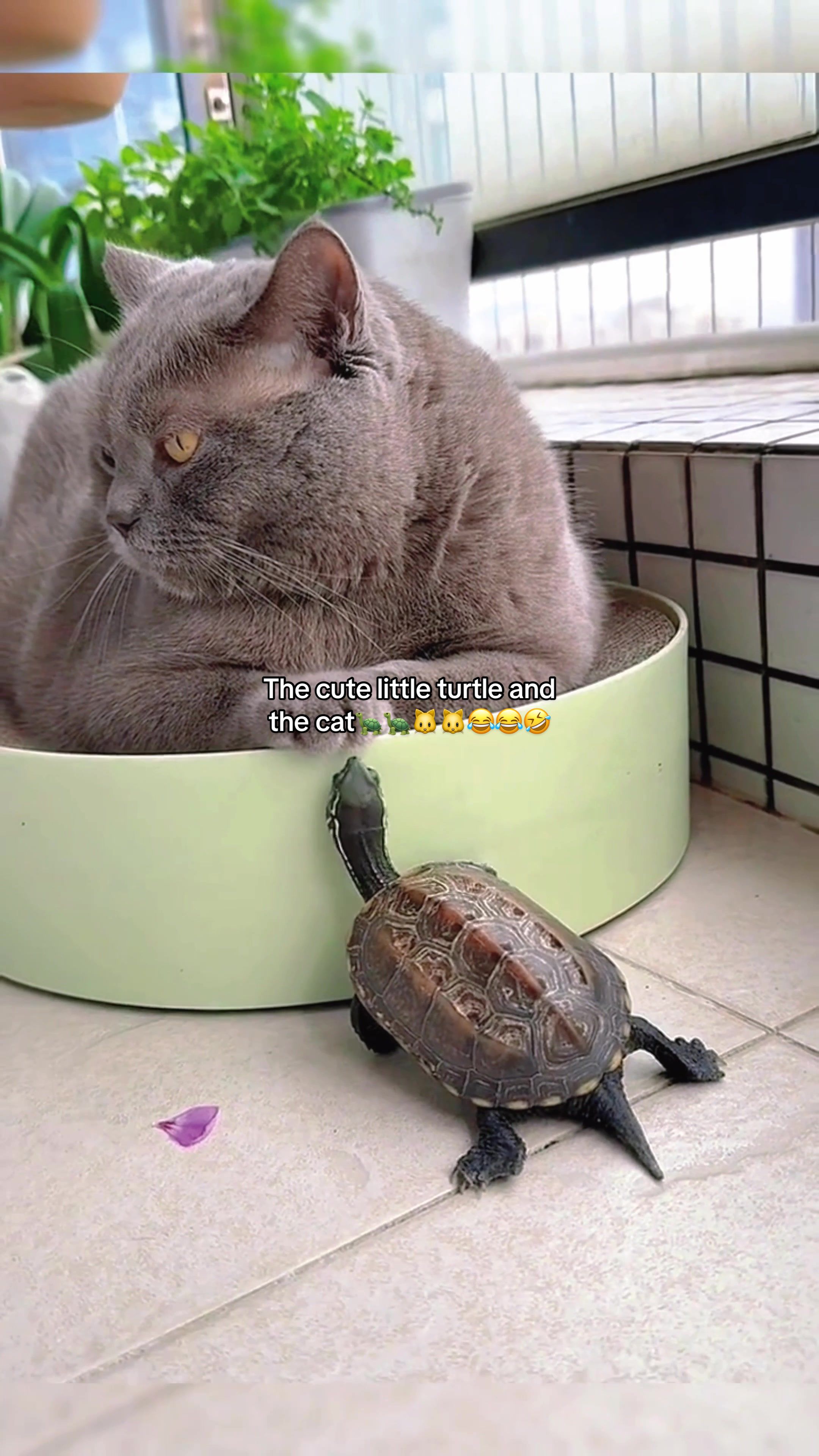 @Mr. Turtle