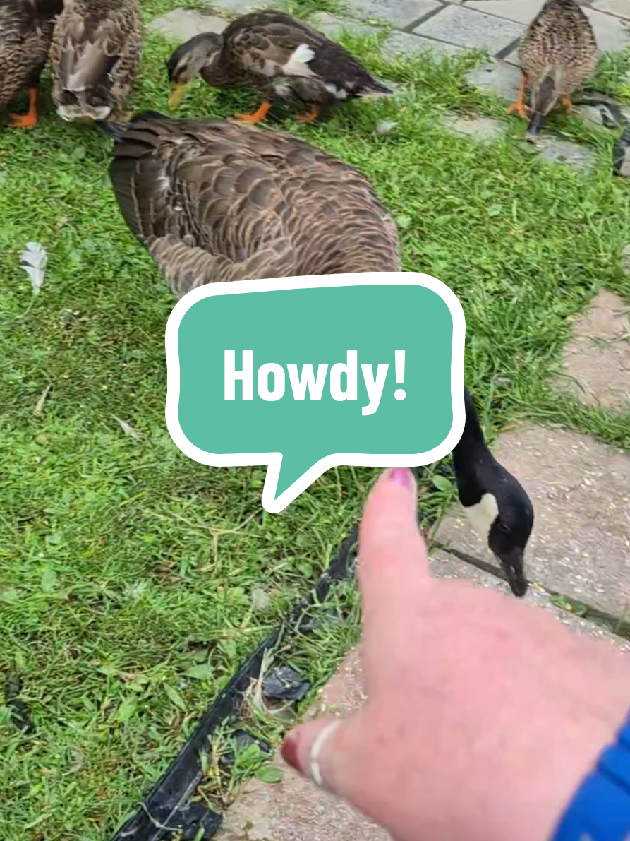 @🦆Duckville🦆