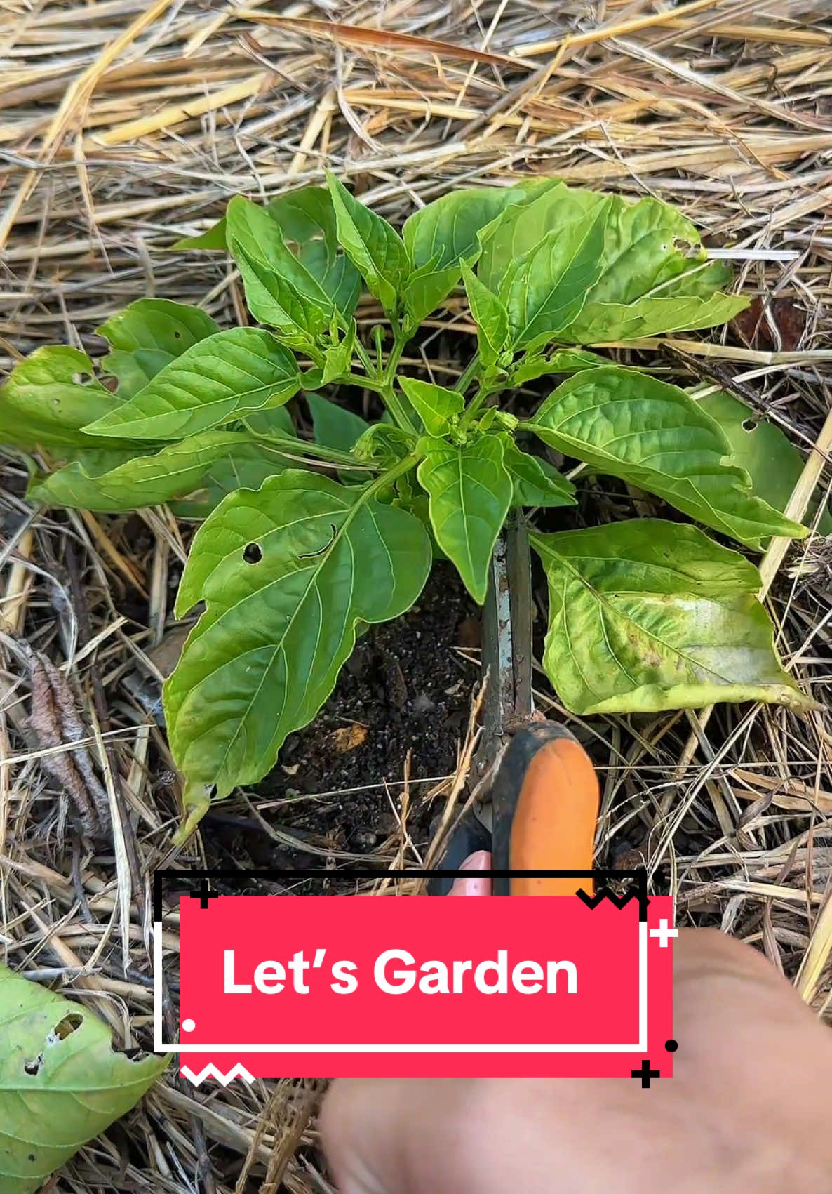 @redleafranch