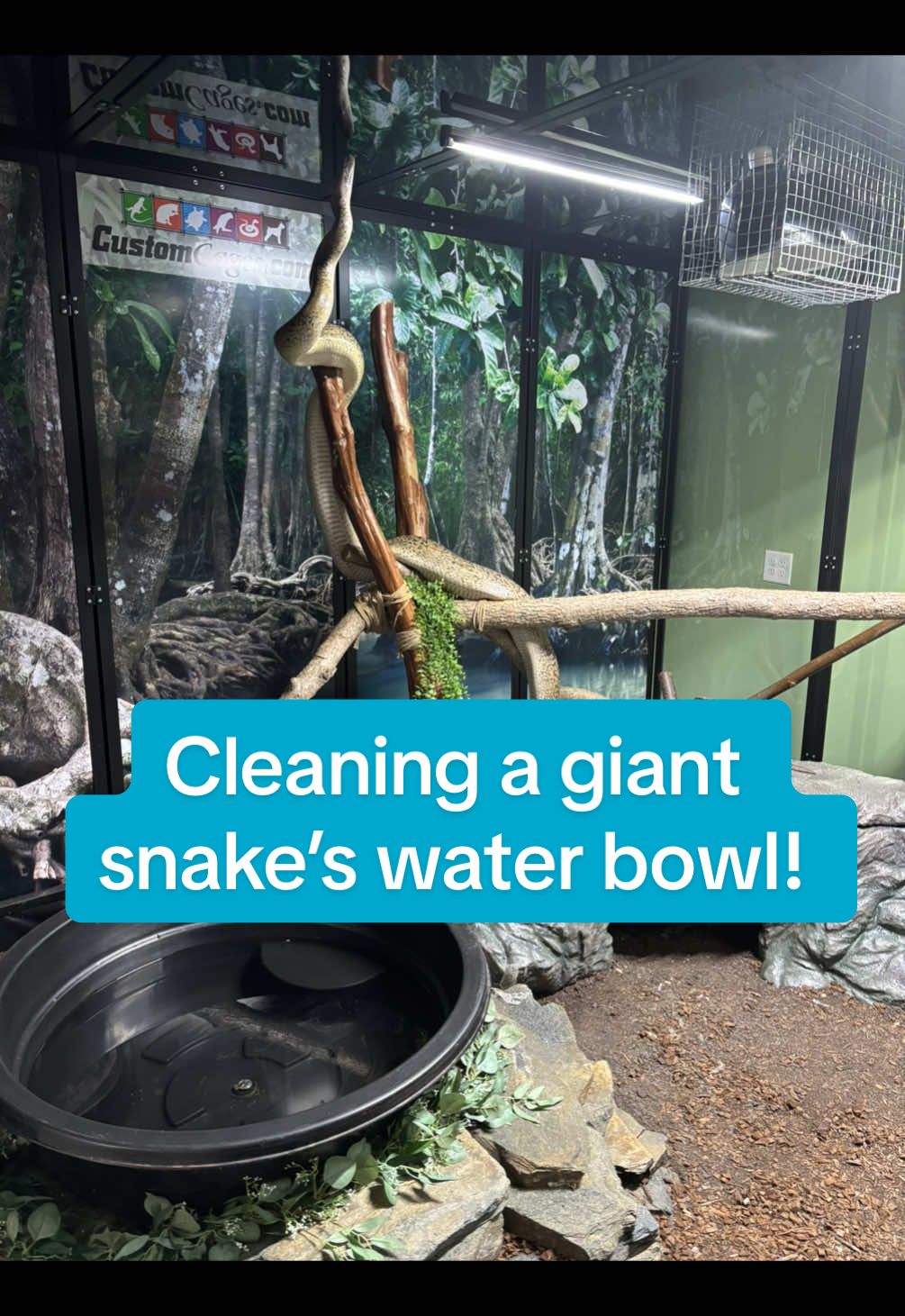 @BeWild Reptile Rescue