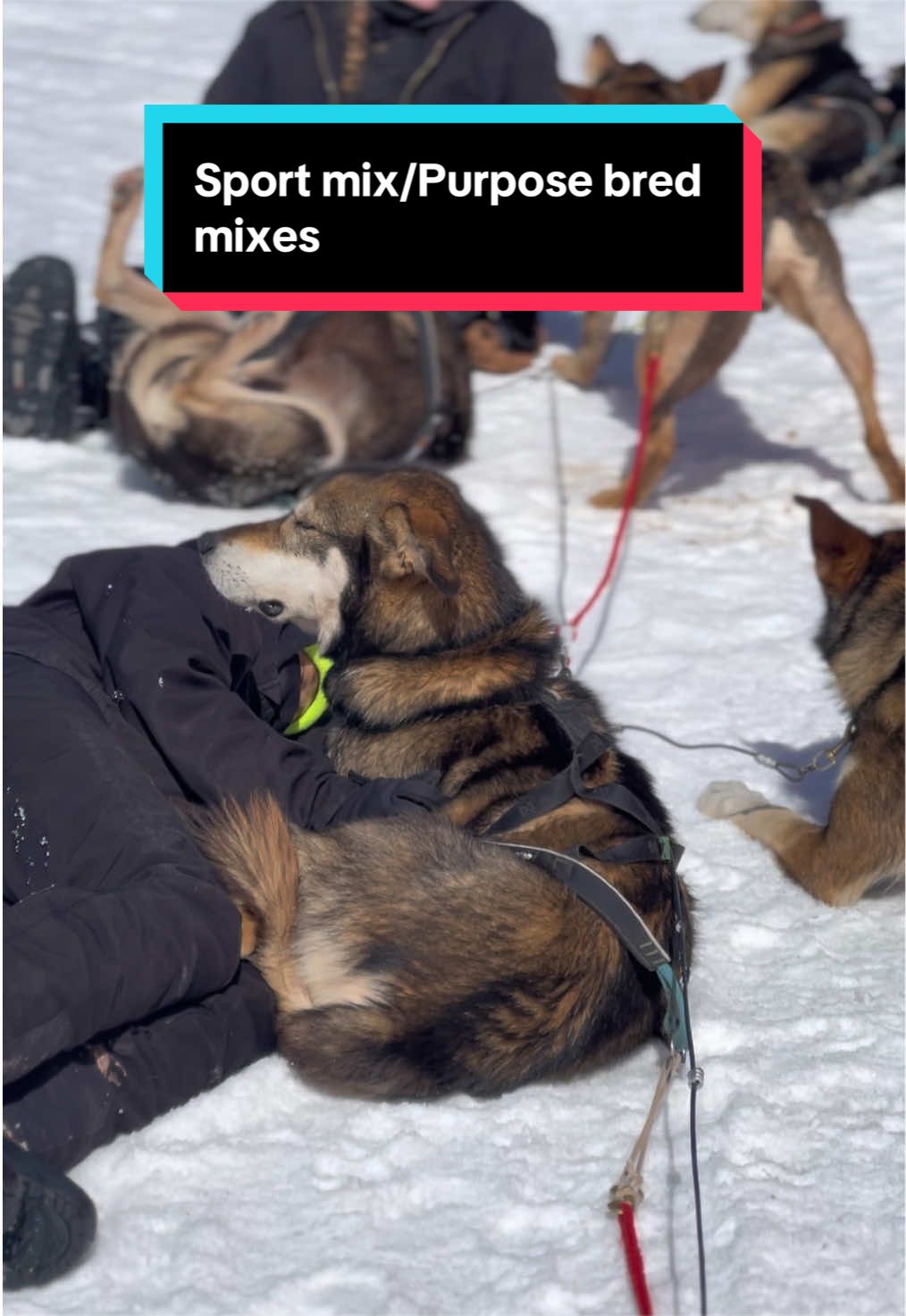 @Glacier Musher
