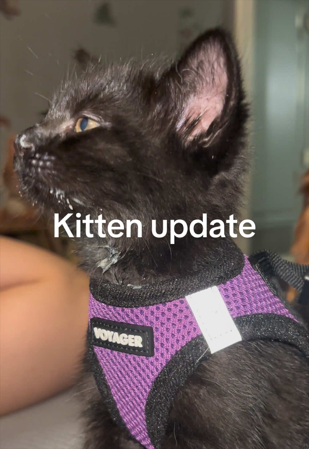 @Meowster_World