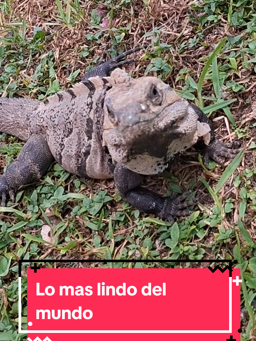 @vvdiasdplaya