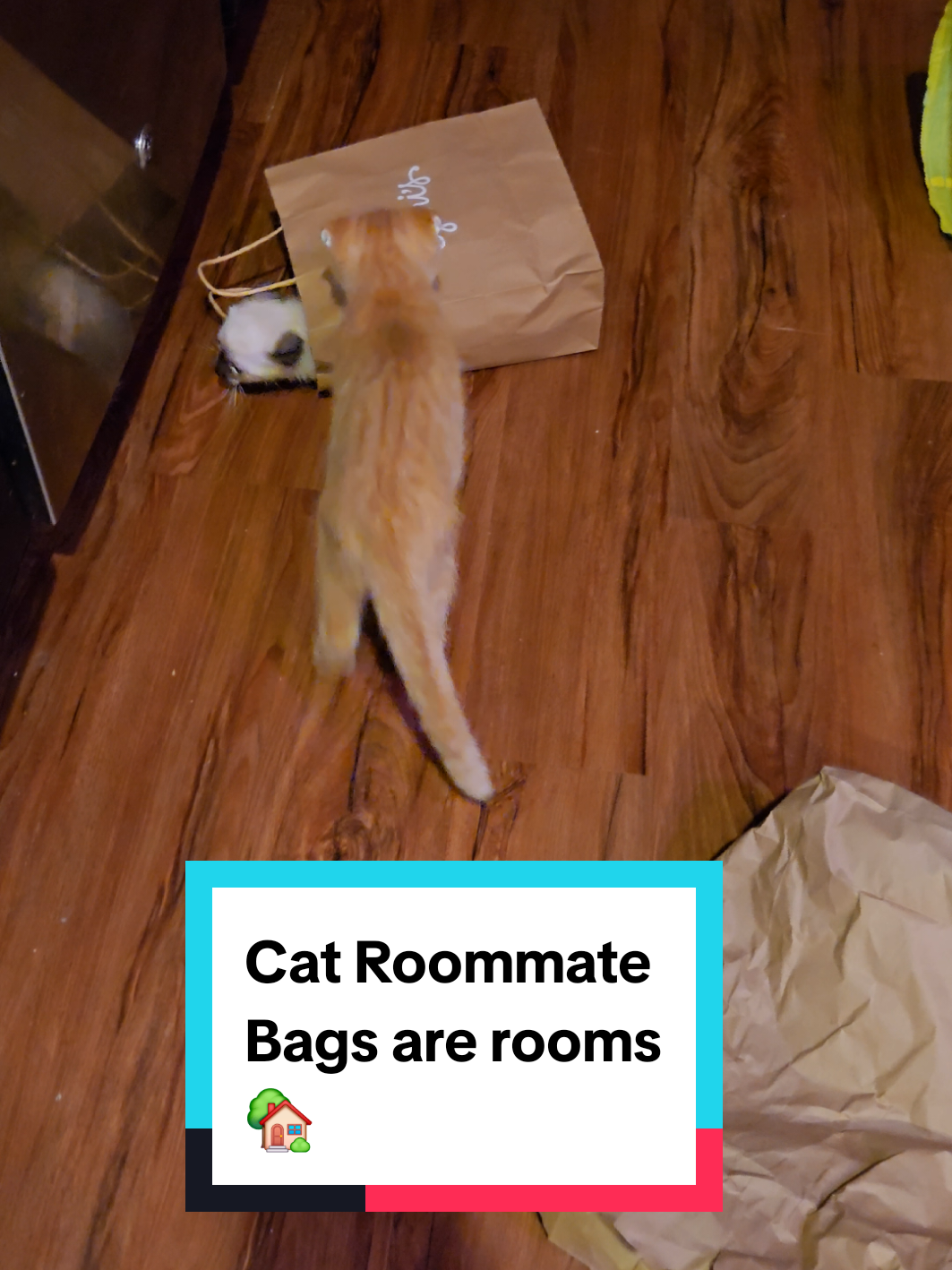 @Brittany Beauties Kittens