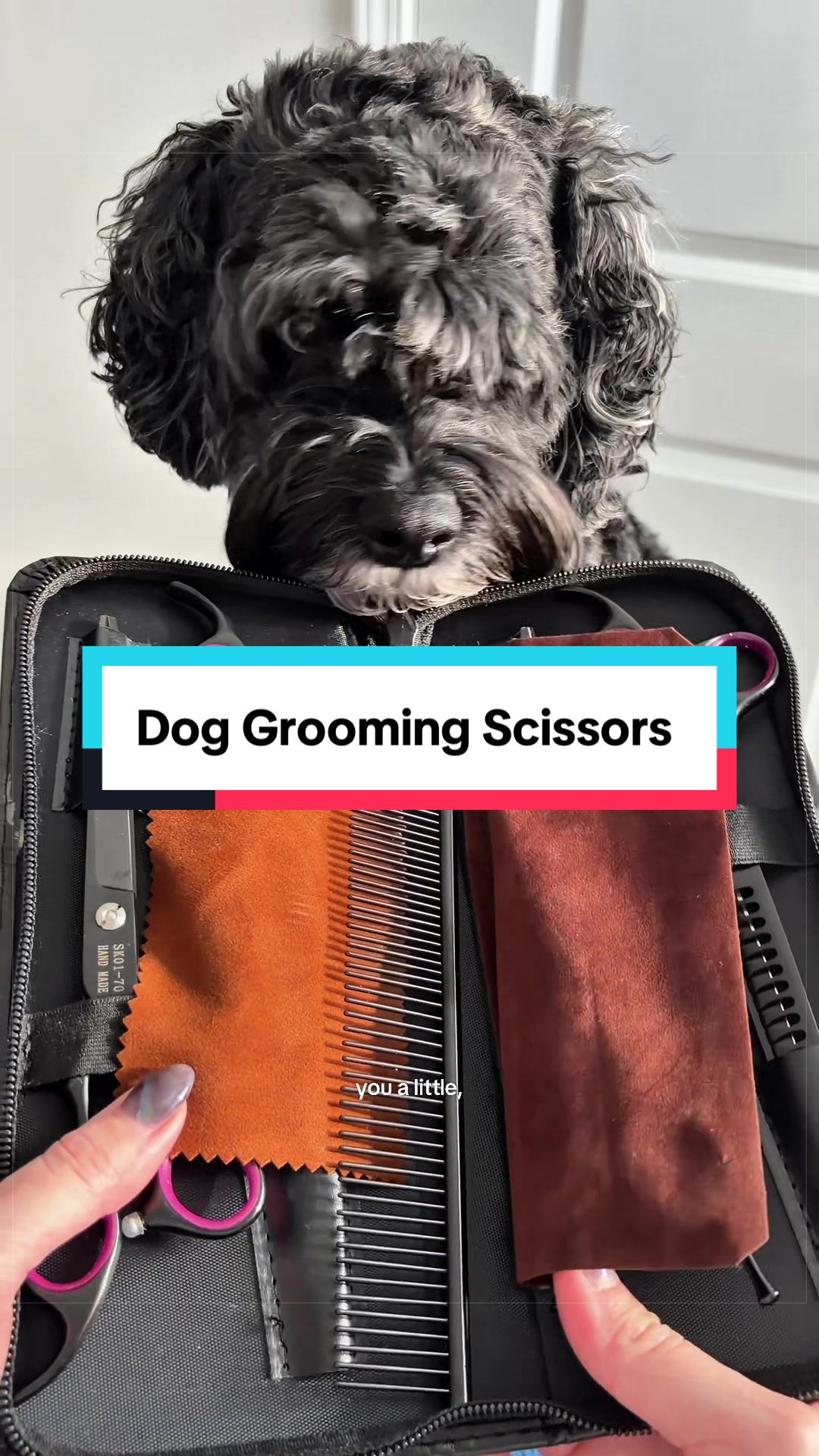 @Archie The Bernedoodle