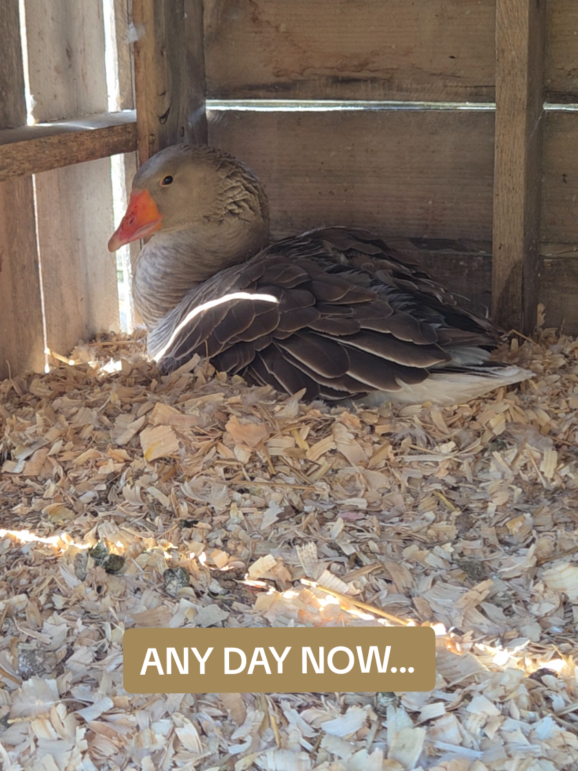 @Warz Acres | Michigan