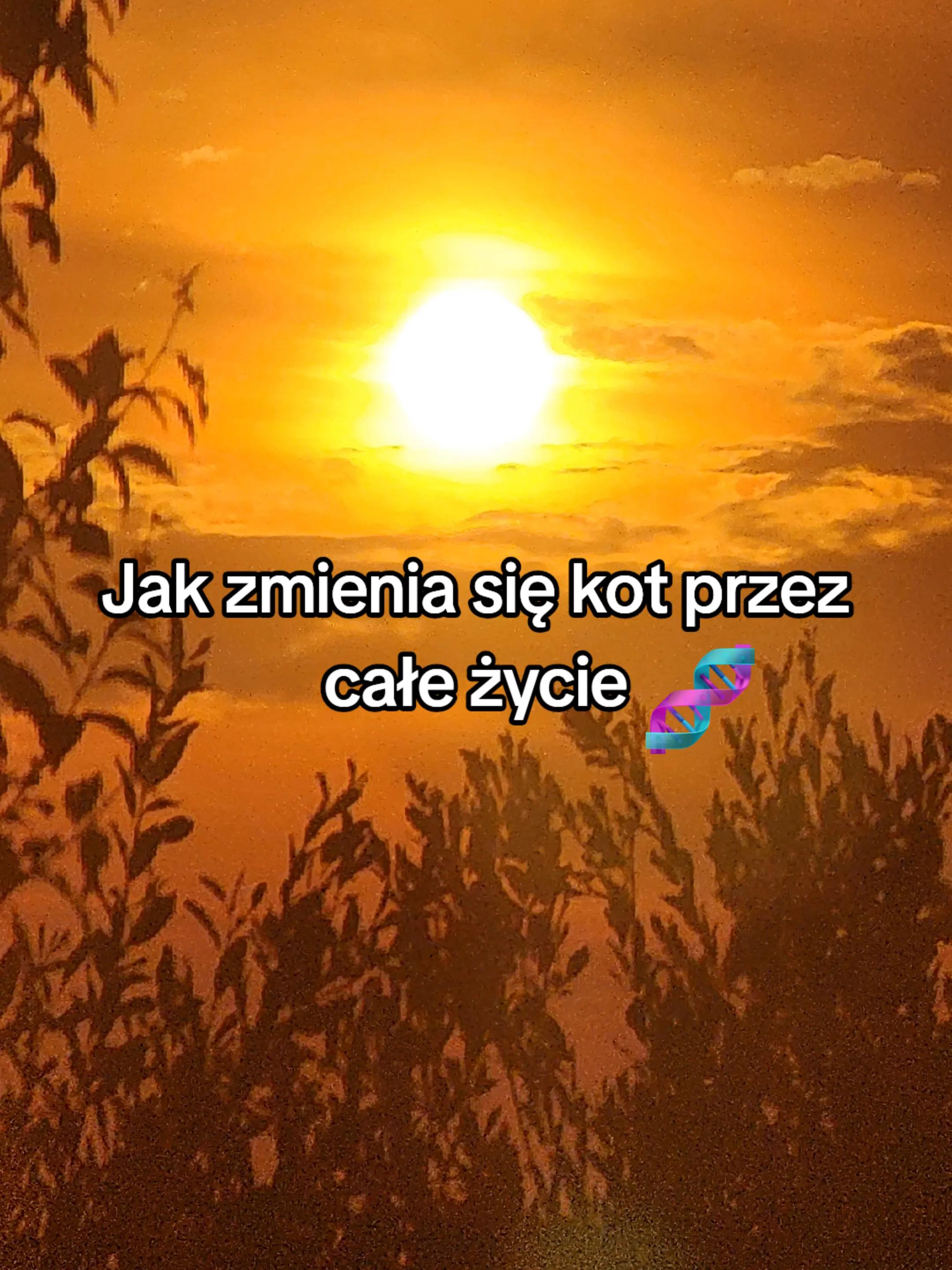 @Torcik