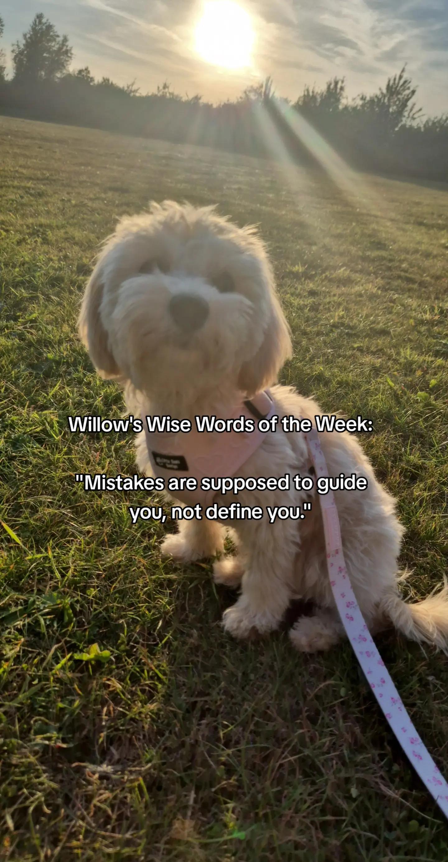 @Willow✨️