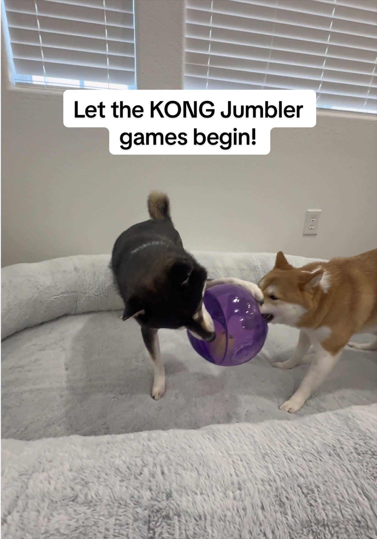 @Flock of Shibas 🐕🐕🐕