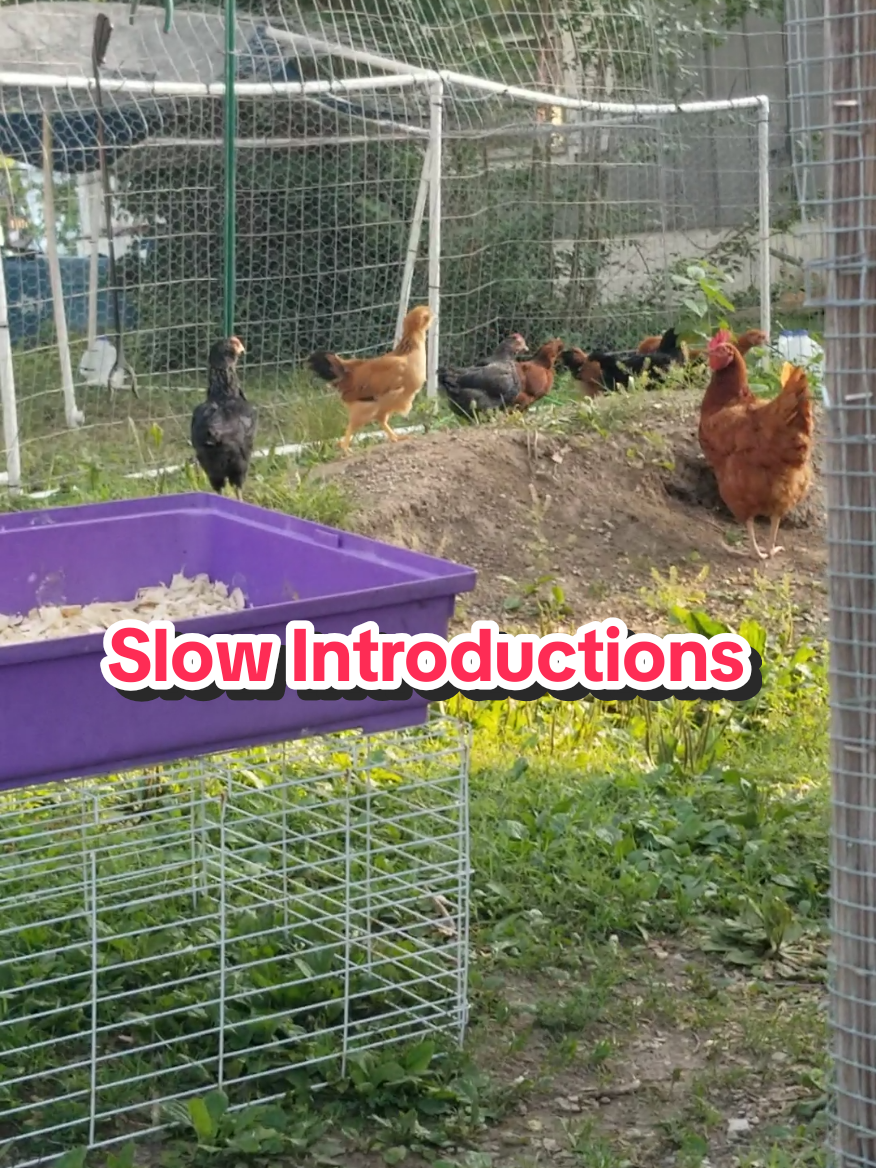 @CityChickenFarm