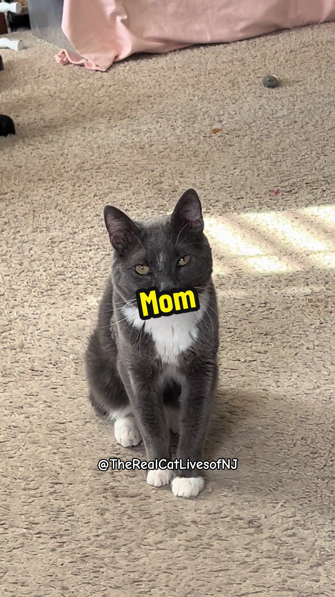 @🐾Therealcatlivesofnj 🐾