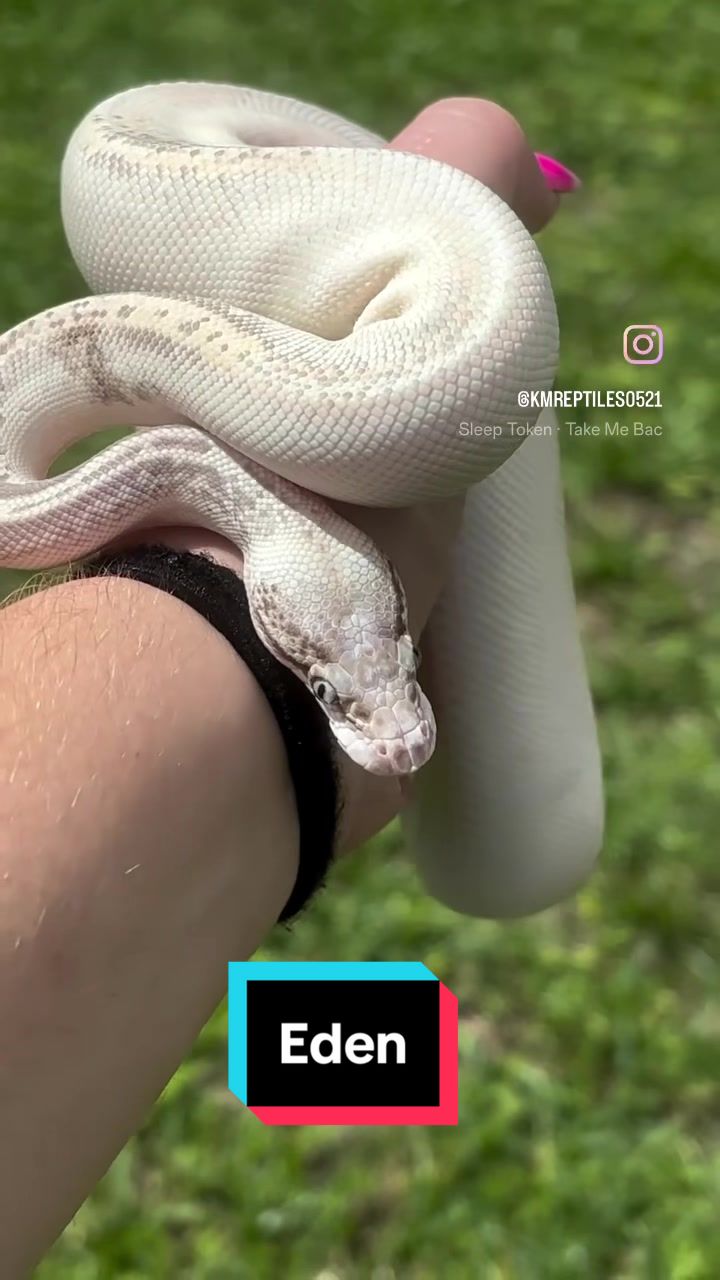 @KMReptiles