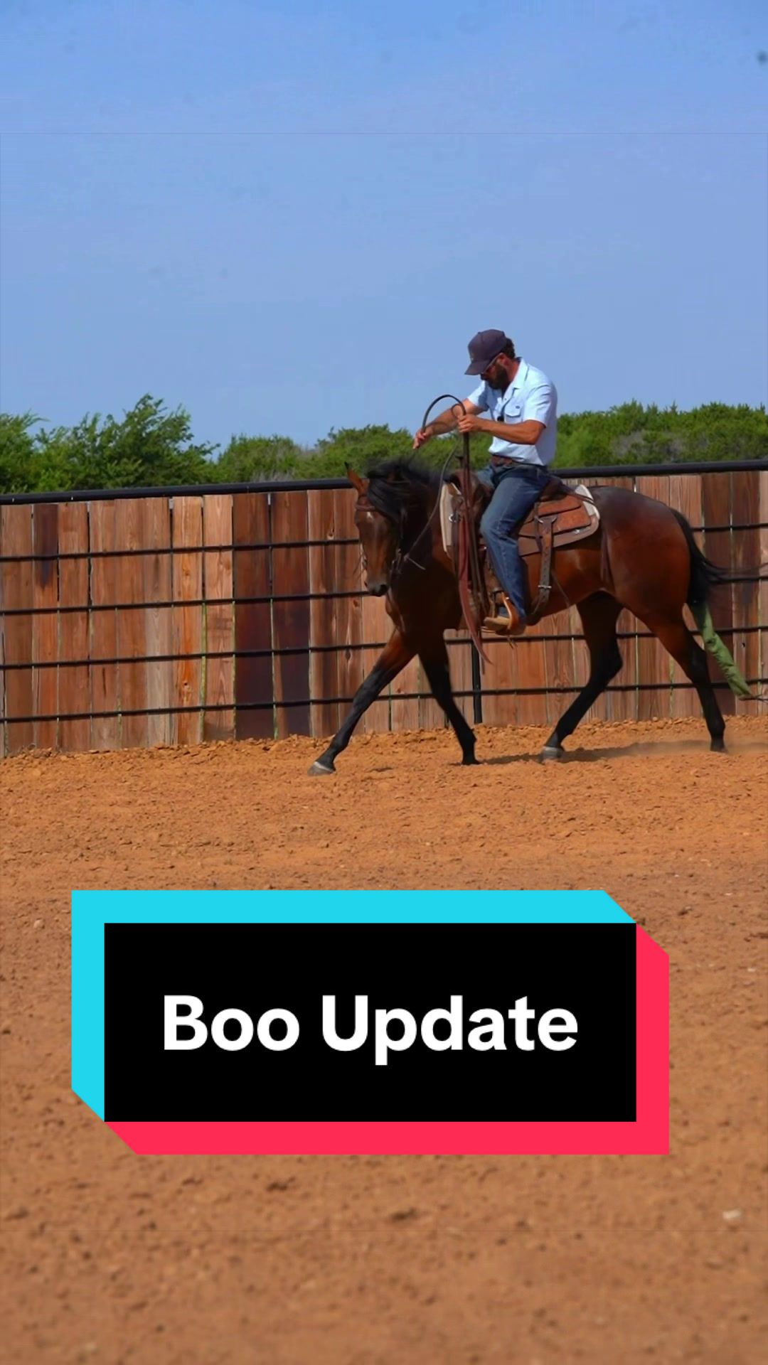 @WS Horses