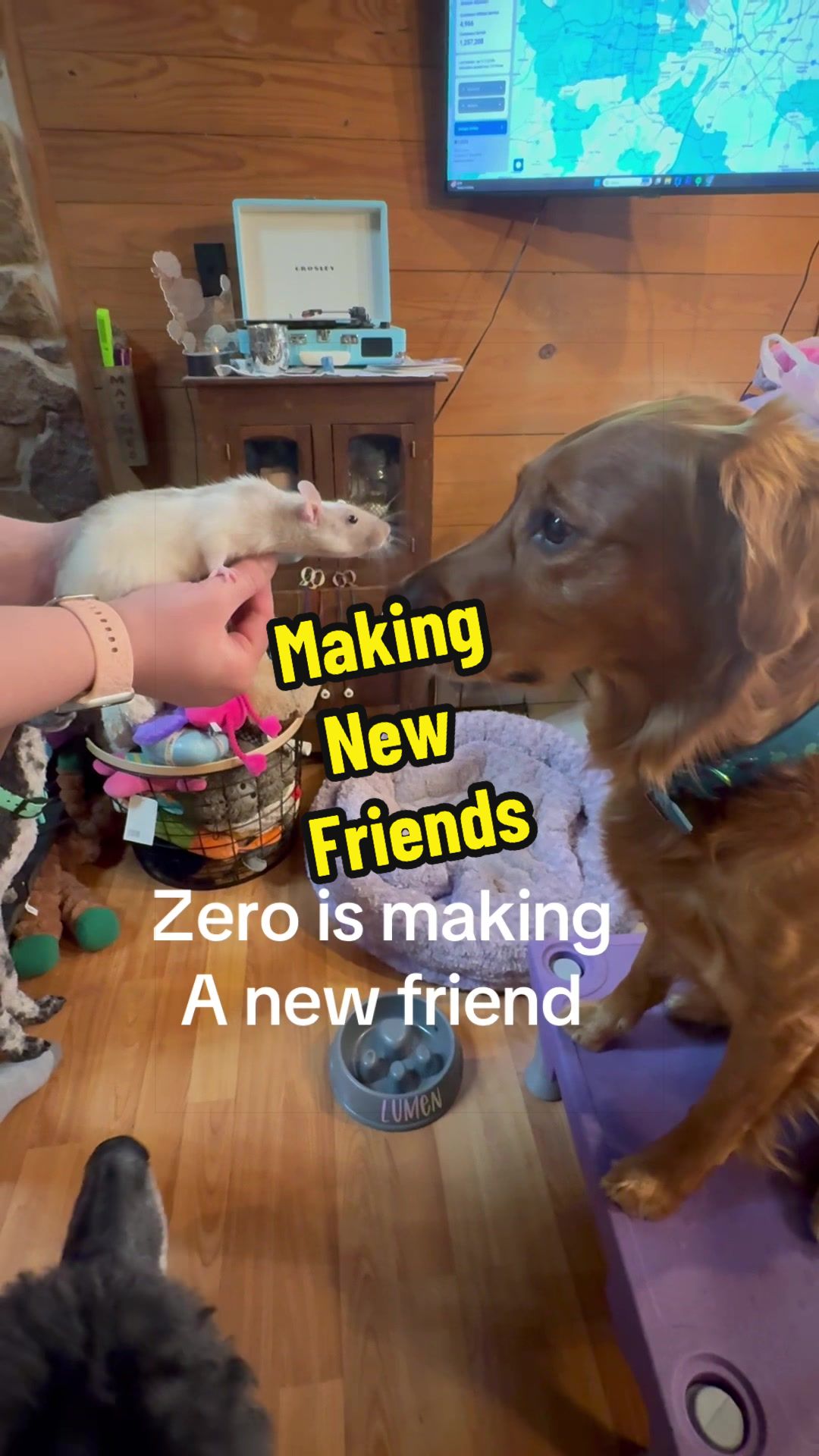 @Zero Gravity🐾