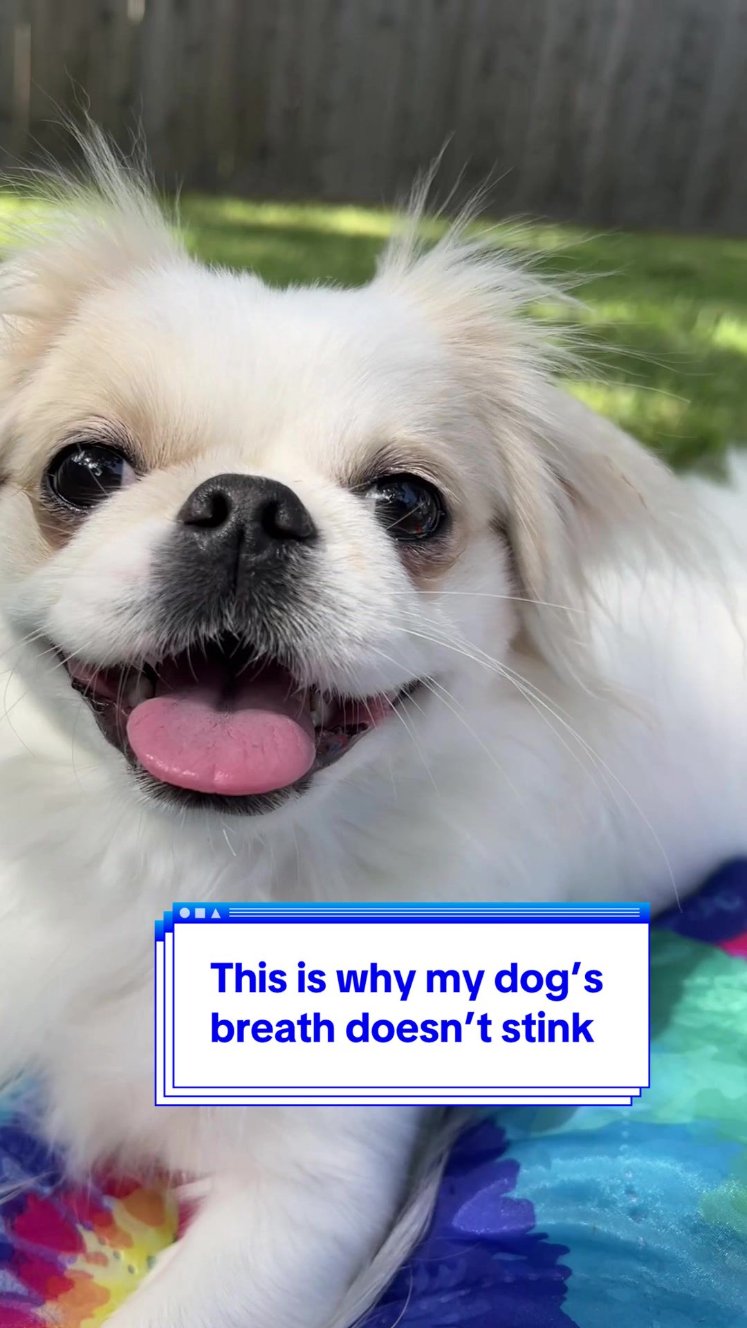 @toe beans inc!🐾