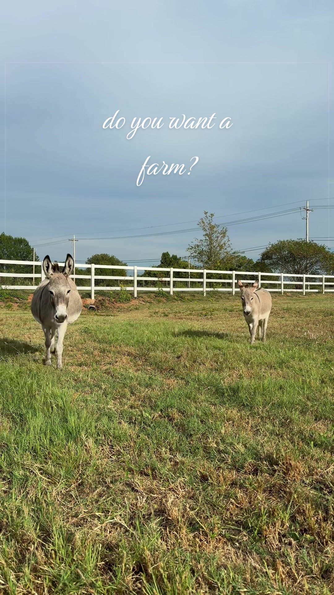 @meg’s mini farm