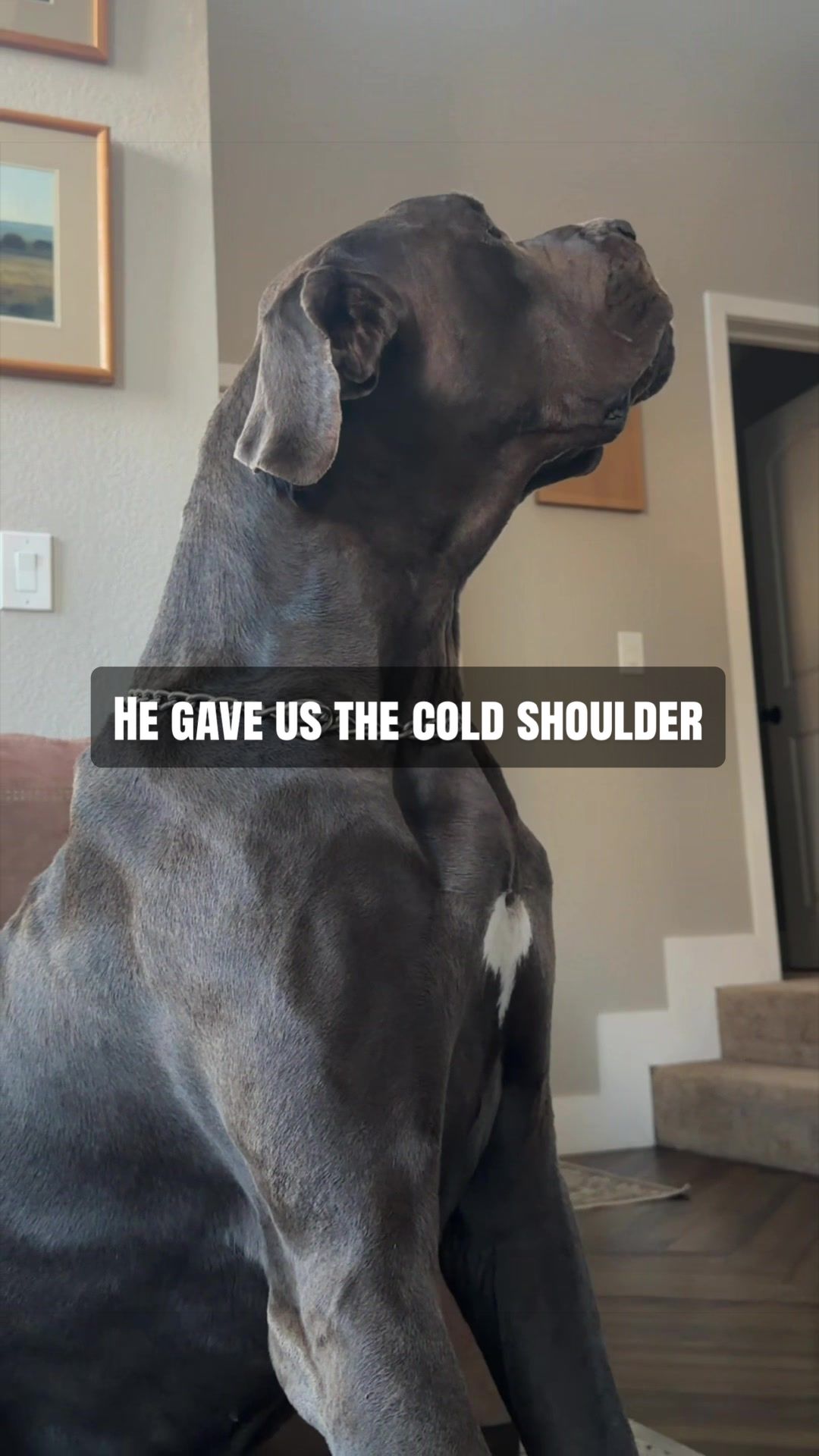 @GUNNER | Great Dane
