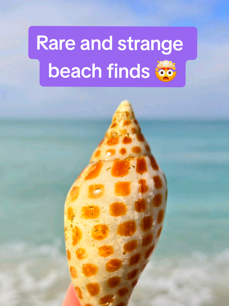 @The Seashell Mermaid 🐚