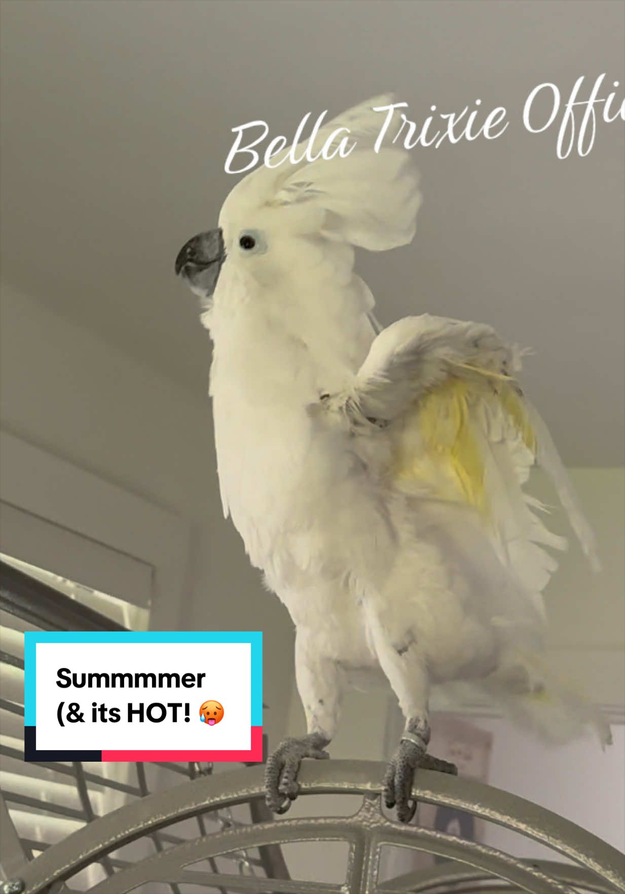 @bella_trixie_party