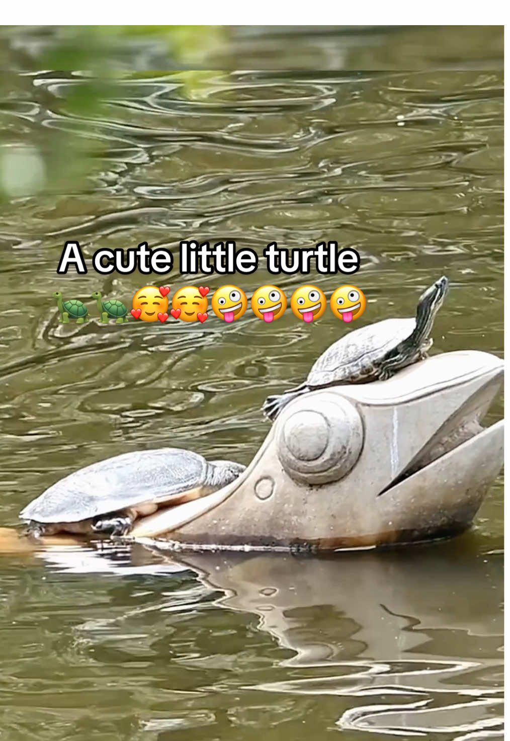 @Mr. Turtle
