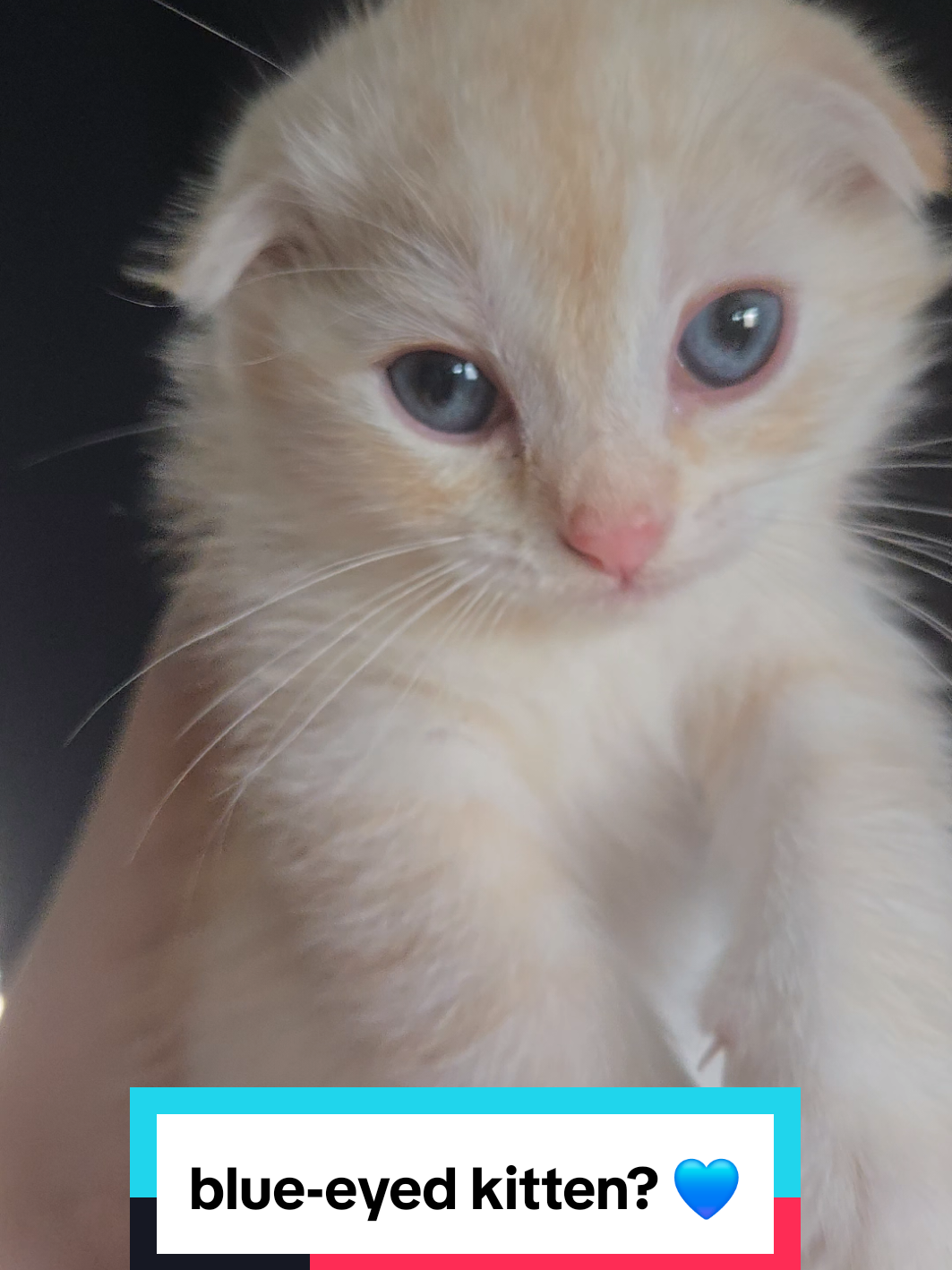 @Brittany Beauties Kittens