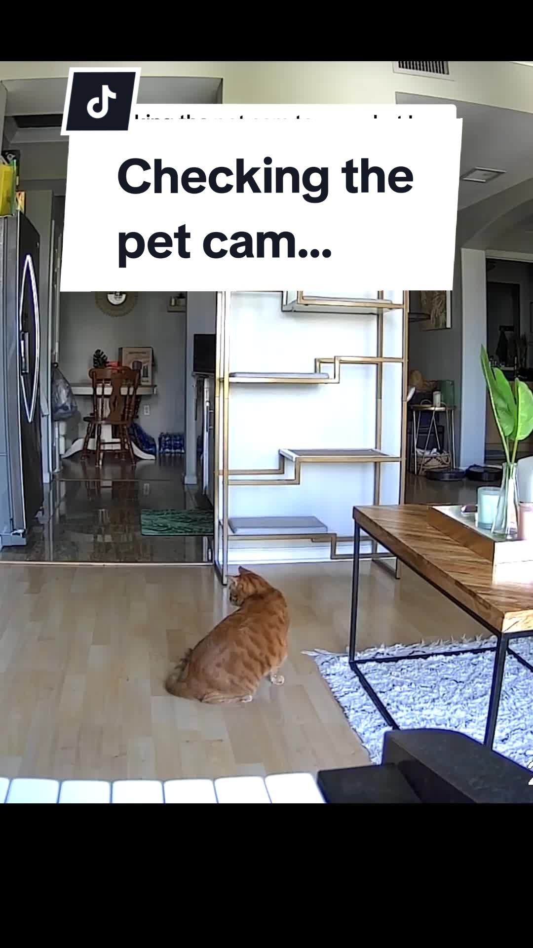 @Leo & Ali the cats 🐈
